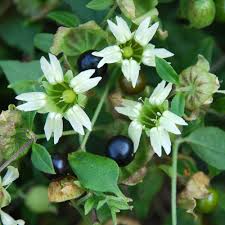 Attēlu rezultāti vaicājumam “Silene baccifera”