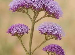 Attēlu rezultāti vaicājumam “Plumbaginaceae”