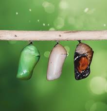 Attēlu rezultāti vaicājumam “pupa”