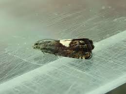 Attēlu rezultāti vaicājumam “Pammene rhediella”