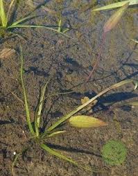 Attēlu rezultāti vaicājumam “Alisma gramineum”