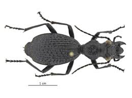 Attēlu rezultāti vaicājumam “Acupalpus flavicollis”