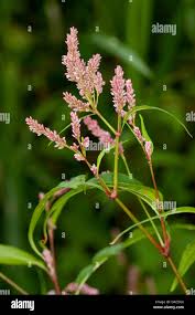 Attēlu rezultāti vaicājumam “Persicaria lapathifolia flower”