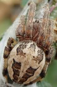 Attēlu rezultāti vaicājumam “Larinioides cornutus”