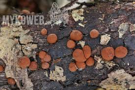 Attēlu rezultāti vaicājumam “Hypoxylon fragiforme / howeianum”