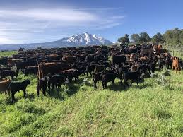 Image result for Weston Rhyn Wolves