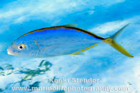 Image result for Caranx bartholomaei