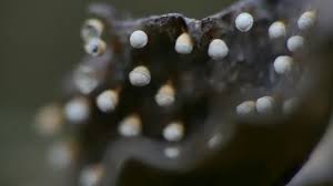 Attēlu rezultāti vaicājumam “Craterium minutum macro”