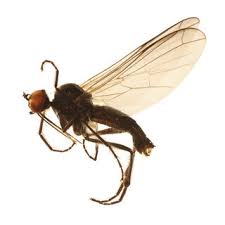 Attēlu rezultāti vaicājumam “Laphria gibbosa”