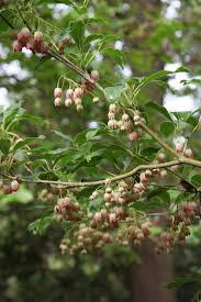 Attēlu rezultāti vaicājumam “Enkianthus campanulatus”