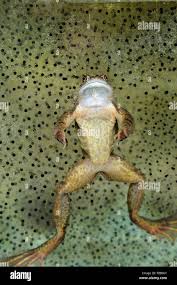 Attēlu rezultāti vaicājumam “Rana temporaria adult”