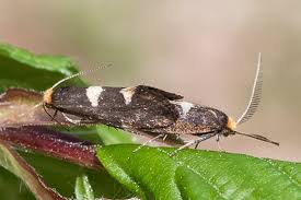 Attēlu rezultāti vaicājumam “Incurvariidae”