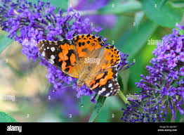 Attēlu rezultāti vaicājumam “Vanessa cardui upperside”