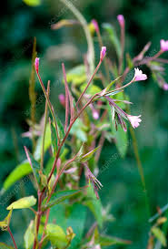 Attēlu rezultāti vaicājumam “Epilobium montanum flower”