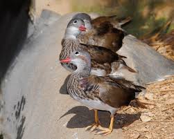 Attēlu rezultāti vaicājumam “Anseriformes”