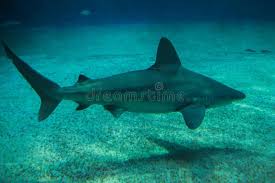 Image result for Carcharhinus plumbeus