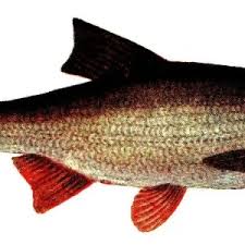 Attēlu rezultāti vaicājumam “Leuciscus idus”