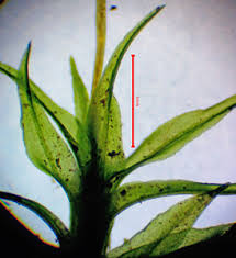 Attēlu rezultāti vaicājumam “Dichodontium pellucidum sporophyte”