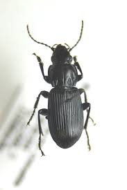 Attēlu rezultāti vaicājumam “Pterostichus melanarius”