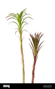 Attēlu rezultāti vaicājumam “Epilobium angustifolium fruit”