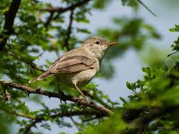 Image result for Hippolais pallida