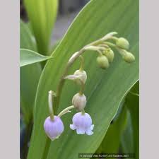 Attēlu rezultāti vaicājumam “Convallaria majalis flower”
