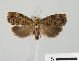 Attēlu rezultāti vaicājumam “Celypha siderana”