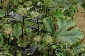 Attēlu rezultāti vaicājumam “Marchantia polymorpha”