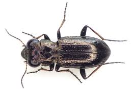 Attēlu rezultāti vaicājumam “Notiophilus palustris”