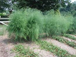 Attēlu rezultāti vaicājumam “Asparagus officinalis leaf”