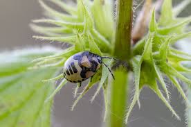 Attēlu rezultāti vaicājumam “Tritomegas bicolor nymph”