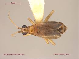 Attēlu rezultāti vaicājumam “Dicyphus sp.”