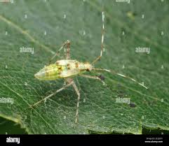 Attēlu rezultāti vaicājumam “Phytocoris longipennis”