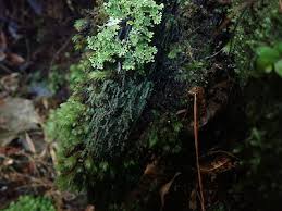 Attēlu rezultāti vaicājumam “Trapeliopsis granulosa”