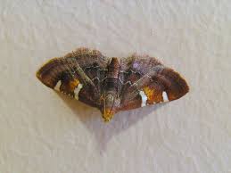 Attēlu rezultāti vaicājumam “Pyralis regalis”