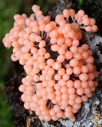 Attēlu rezultāti vaicājumam “Diderma deplanatum macro”