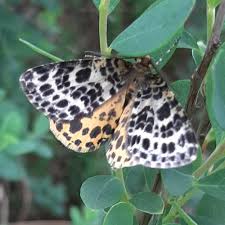 Attēlu rezultāti vaicājumam “Arichanna melanaria”