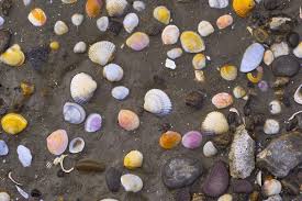 Attēlu rezultāti vaicājumam “Macoma baltica”