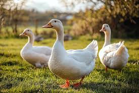 Image result for Aylesbury Ducks Sub Aqua Club
