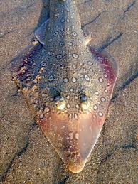 Image result for Acroteriobatus annulatus