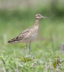 Image result for Numenius minutus
