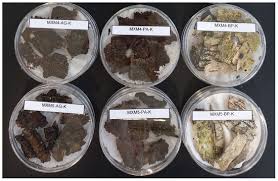 Attēlu rezultāti vaicājumam “Physarum bivalve sessile”