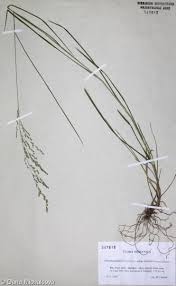 Attēlu rezultāti vaicājumam “Glyceria striata fruit”