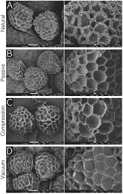 Attēlu rezultāti vaicājumam “Lycogala botrydium spores”