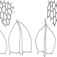 Attēlu rezultāti vaicājumam “Bryum amblyodon”