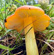 Attēlu rezultāti vaicājumam “Hygrocybe acutoconica”