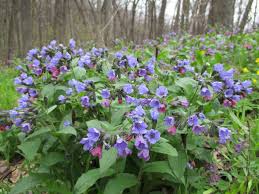 Attēlu rezultāti vaicājumam “Pulmonaria obscura leaf”