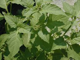 Attēlu rezultāti vaicājumam “Solanum nigrum leaf”