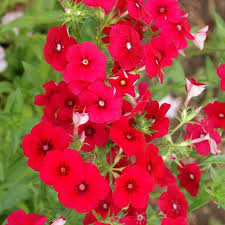 Image result for Phlox drummondii