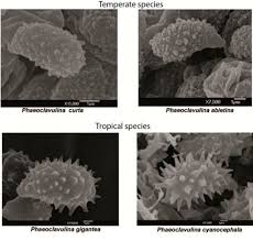 Attēlu rezultāti vaicājumam “Lentaria sp.”